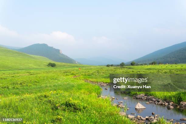 summer green natural landscape - rivier gras oever stockfoto's en -beelden