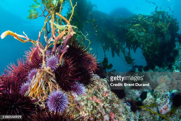 sea urchins and kelp - sea urchin stockfoto's en -beelden