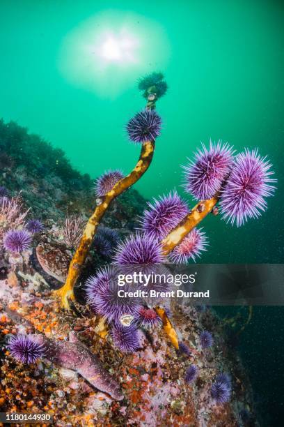 sea urchins starving; eating kelp - sea urchin stockfoto's en -beelden