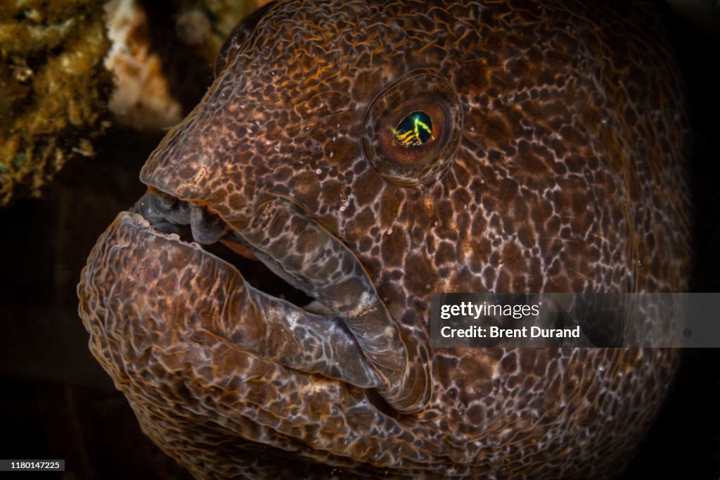 Juvenile Wolf Eel (Anarrhichthys ocellatus)