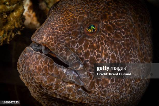juvenile wolf eel (anarrhichthys ocellatus) - wolf eel stock pictures, royalty-free photos & images