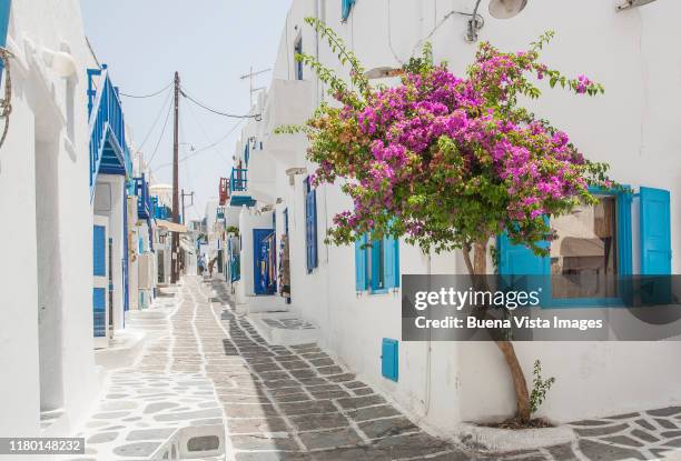 red flowers on white wall in a greek village. - bougainville stockfoto's en -beelden