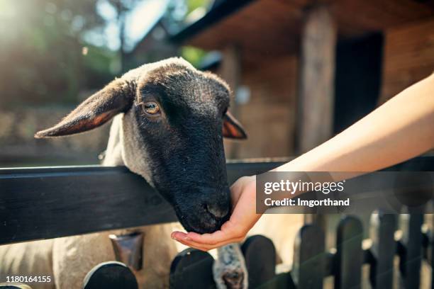 kleine jongen voeden schapen - agritoerisme stockfoto's en -beelden