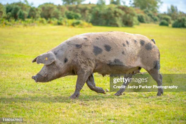 close-up image of a large female pig - sow in the new forest national park uk during pannage season to eat acorns - pig nose 個照片及圖片檔