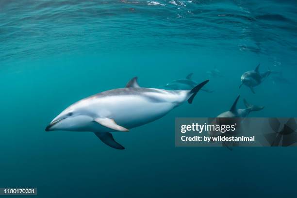 pod of dusky dolphins, lagenorhynchus obscurus, patrolling the waters of the nuevo gulf, valdes peninsula, argentina. - baby dolphin stock pictures, royalty-free photos & images