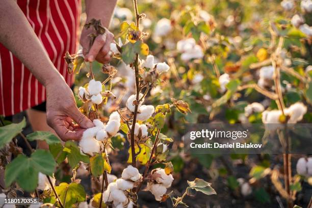 bomulls plockning säsong. cu av aktiva senior arbetar i blommande bomull fältet. två kvinnliga agronomer utvärderar grödan innan skörden, under ett gyllene solnedgångs ljus. - thread bildbanksfoton och bilder