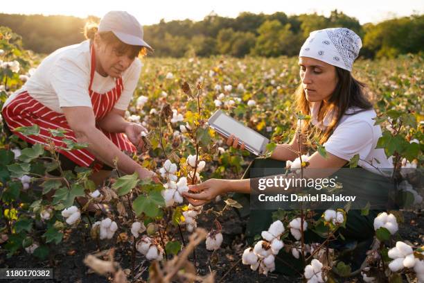 deel de kennis. katoen pluk seizoen. actieve senioren werken met de jongere generatie in het bloeiende katoen veld. twee vrouwen agronomisten evalueren het gewas voor de oogst, onder een gouden zonsondergang licht. - cotton stockfoto's en -beelden