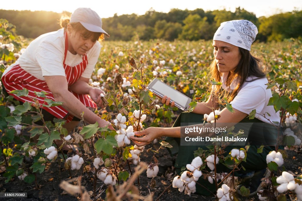 Cotton picking season. Active senior woman working with younger colleagues.