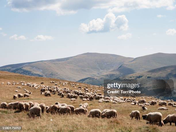 flock of sheep grazing in the mountains - alps romania stock pictures, royalty-free photos & images