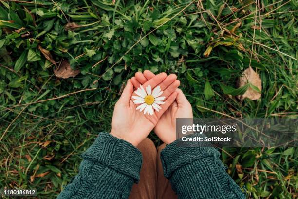 die umwelt liegt in unseren händen - hand holding flower stock-fotos und bilder