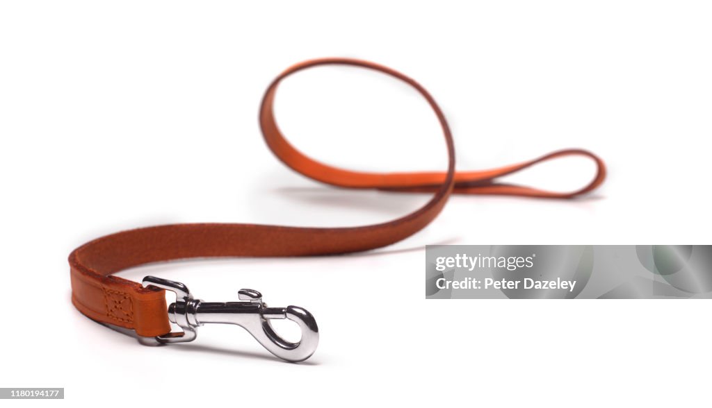 Dog lead on white, lost dog