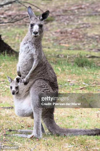 newborn kangaroo with parent - pouch stock pictures, royalty-free photos & images