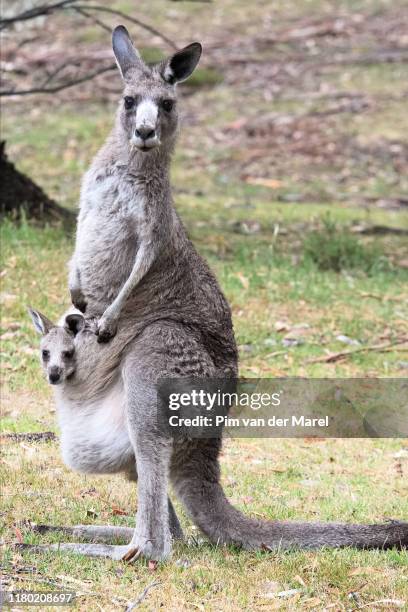 newborn kangaroo with parent - canguru imagens e fotografias de stock