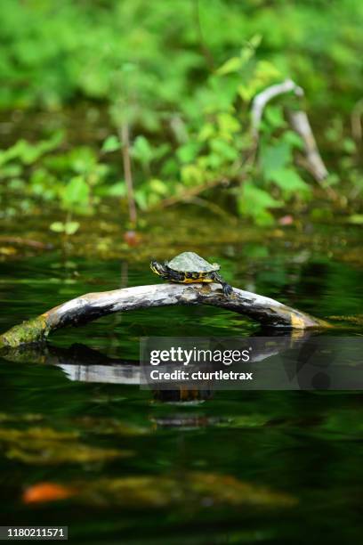 baby cooter turtle sunning on curved branch protruding out of reflective water - florida red bellied cooter stock pictures, royalty-free photos & images