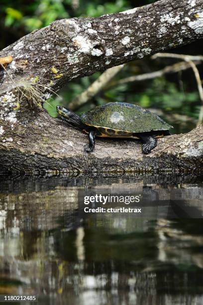 cooter turtle sunning on crook of partially submerged log with lichens and airplant - florida red belly turtle stock pictures, royalty-free photos & images