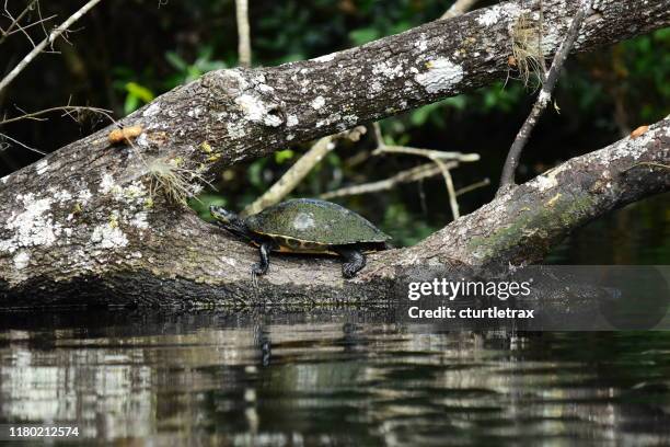 cooter turtle sunning on crook of partially submerged log - florida red belly turtle stock pictures, royalty-free photos & images