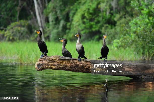 four perching cormorants on log just above river - small group of animals stock pictures, royalty-free photos & images