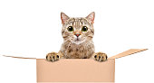 Portrait of a funny cat looking out of the box isolated on white background