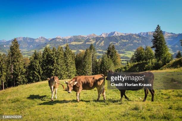 kühe im allgäu - bavarian alps stock-fotos und bilder