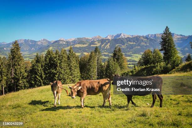kühe im allgäu - alpes de bavaria fotografías e imágenes de stock