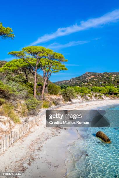 view of famous palombaggia beach with pine trees and azure sea, corsica island, france. - corsica bildbanksfoton och bilder