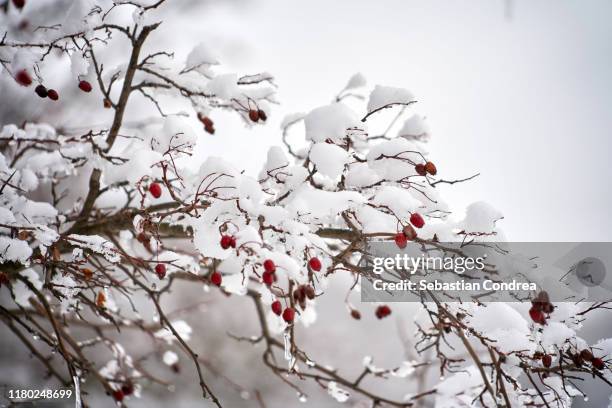 snow covered red berries, winter flower ice. - january background stock-fotos und bilder