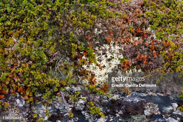 greenland. qeqertaq. dwarf birch and lichen. - qeqertaq stock pictures, royalty-free photos & images