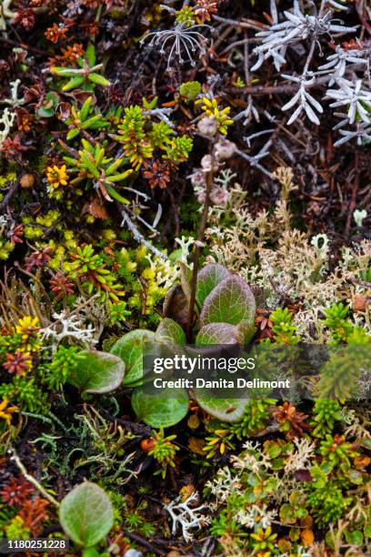 greenland. qeqertaq. large-flowered wintergreen. - qeqertaq stock pictures, royalty-free photos & images