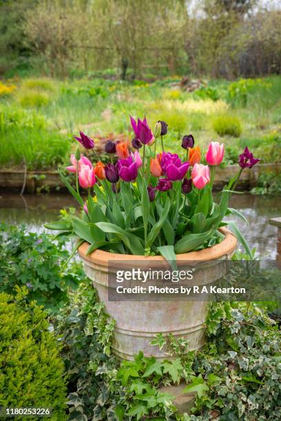 pot of tulips in a spring garden - tulp stockfoto's en -beelden