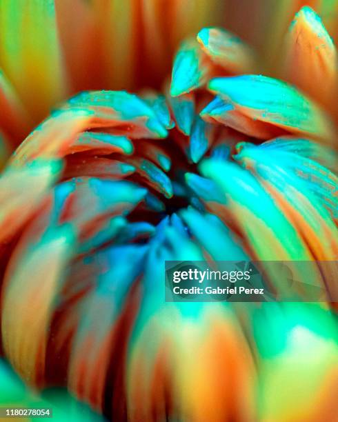a chrysanthemum flower - chrysanthemum illustration stock pictures, royalty-free photos & images