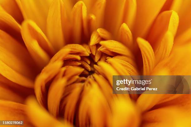 a chrysanthemum flower - chrysanthemum fotografías e imágenes de stock