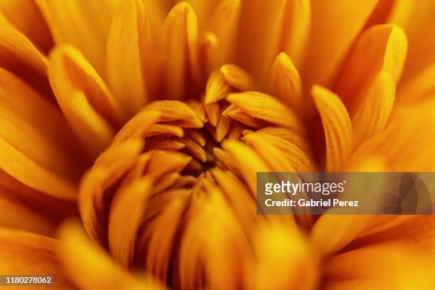 a chrysanthemum flower - autumn decoration 個照片及圖片檔