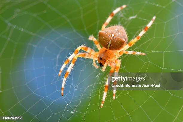 araignée sur sa toile - spinne stock-fotos und bilder