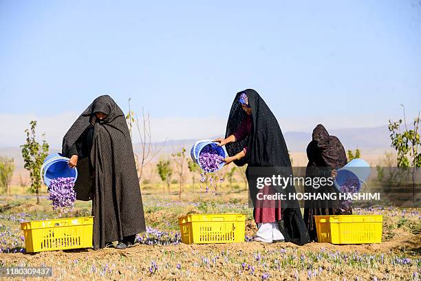 In this photo taken on November 5 workers harvest and sort saffron flowers in a field in Herat province.