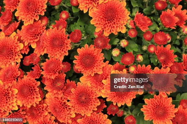 potted blooming orange chrysanthemum viewed directly from above - chrysanthemum stock pictures, royalty-free photos & images