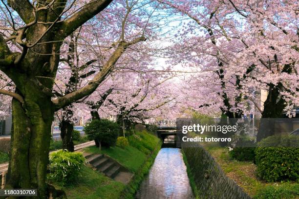 sakura (cherry blossom) trees canal along philosopher's walk (哲学の道) in kyoto (京都) japan - kyoto japan stock pictures, royalty-free photos & images