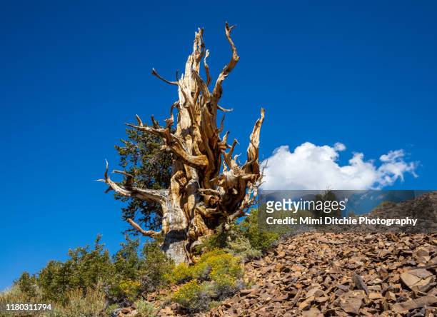 ancient bristlecone pine - bristlecone pine stock pictures, royalty-free photos & images
