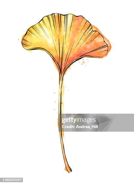 ginkgo leaf in ink and watercolor - vector illustration - leaf close up stock illustrations