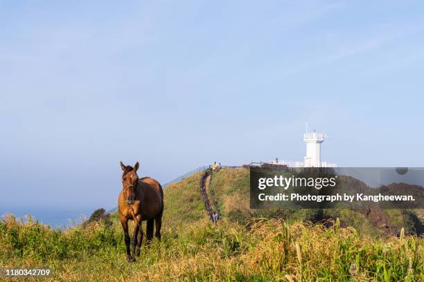 scenery of jeju island - jeju horse stock pictures, royalty-free photos & images