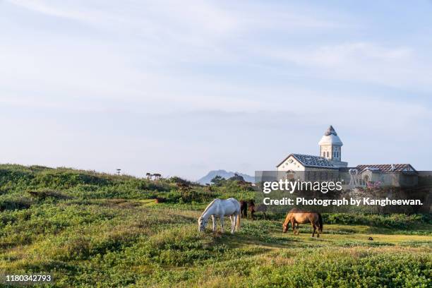 scenery of jeju island - jeju horse stock pictures, royalty-free photos & images