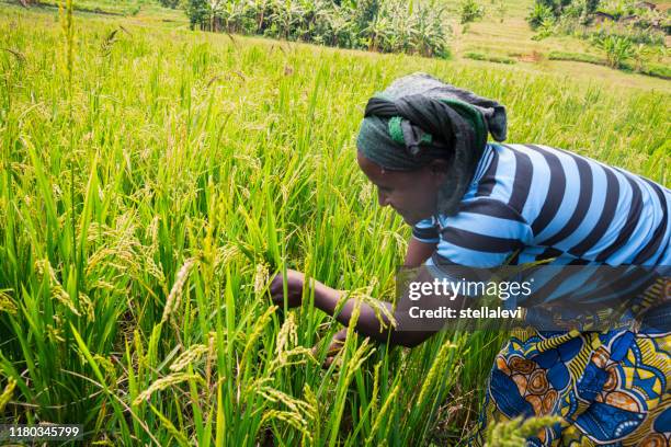 African Rice Sampling 2,153 African Farming Rice Stock Photos, High-Res Pictures, and Images ...