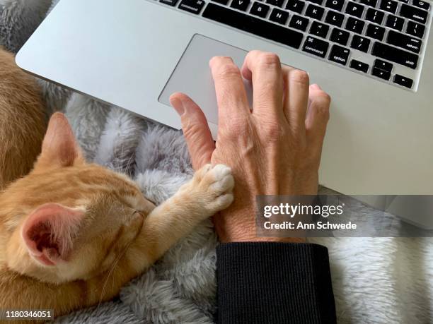 cozy kitten rests paw on hand and laptop - human hand pet paw stock pictures, royalty-free photos & images