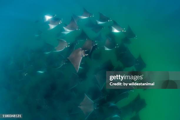 Manta Ray Migration Photos and Premium High Res Pictures - Getty Images