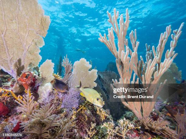 reefscape in key largo - the florida keys stock-fotos und bilder