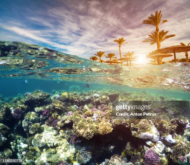 underwater scene with tropical fishes. snorkeling in the tropical sea - sinai stock-fotos und bilder