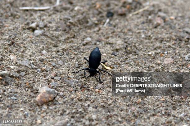 50 Escarabajo De Pinacate Stock Photos, High-Res Pictures, and Images ...