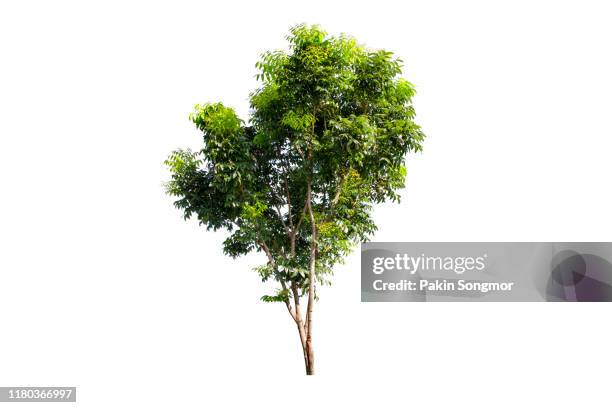 tree against isolate and white background - bush foto e immagini stock