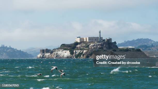 alcatraz island and pelicans - alcatraz bildbanksfoton och bilder