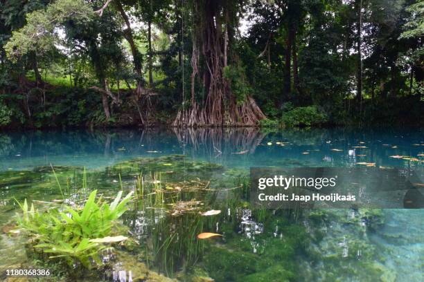 matevulu blue hole, espiritu santo, vanuatu - isla espiritu santo stock pictures, royalty-free photos & images