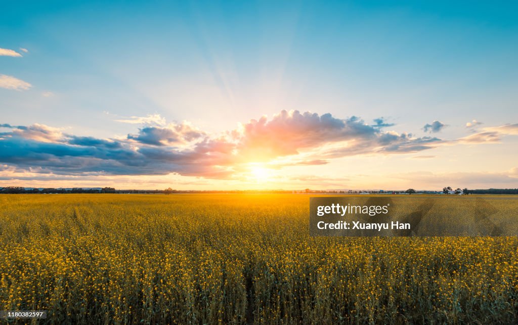 Rapeseed field at sunset